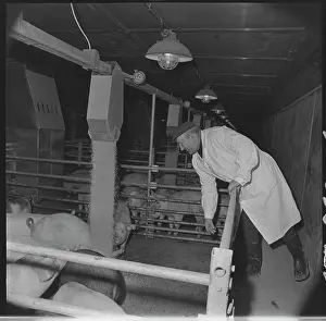 Monitors: Meat processing plant in Tesnovice, pig handler