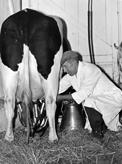 Udders: MECHANICAL MILKING