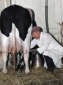 Udders: MECHANICAL MILKING