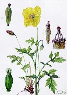 Garside: Meconopsis cambrica