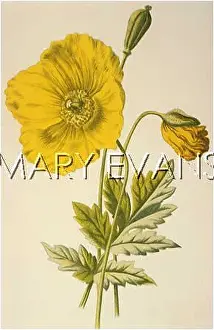 Cambrica: MECONOPSIS CAMBRICA
