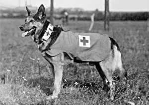 Medic dog, 1914