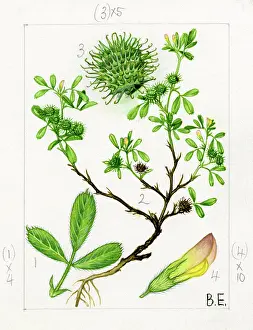 Everard: Medicado minima - bur medick