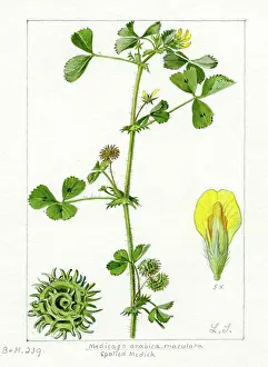 Snelling: Medicago arabica - spotted medick