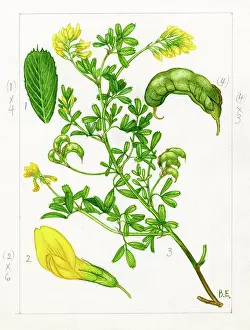 Lucerne: Medicago falcata - Sickle Medick