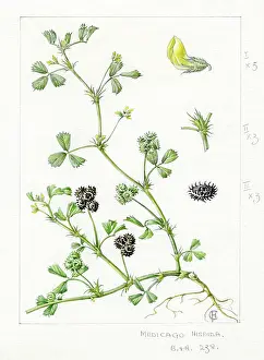 Cornfield: Medicago hispida