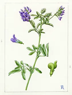 Lucerne: Medicago sativa - alfalfa