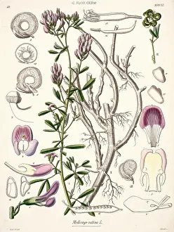 Sativa: Medicago sativa, alfalfa