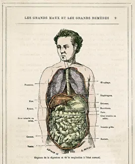 Digestive: MEDICAL/DIGESTIVE ORGANS