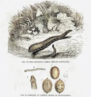 Leeches: Medicinal leech