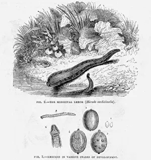 Leech: Medicinal leech