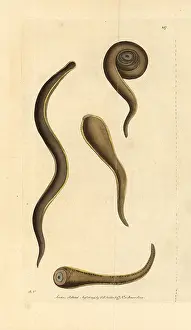 Medicinalis: Medicinal leech, Hirudo medicinalis