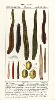 Medicinalis: Medicinal leech species