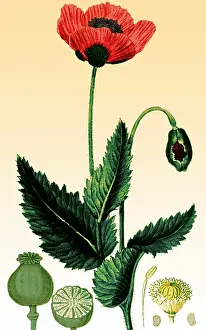 Opium: Medicinal Plant, Poppy, 1815
