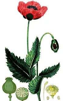 Opium: Medicinal Plant, Poppy, 1815