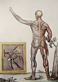 Backside: medicine, anatomy, backside of a man, copper