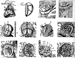 Stephanus: medicine, anatomy, brain, Stephanus Riverinus