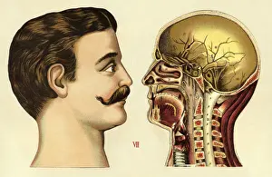 Anatomic: medicine, anatomy, human, man, side-face, cross-section