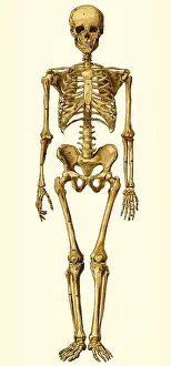Verte: medicine, anatomy, human skeleton, medical illustration