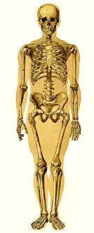 Verte: medicine, anatomy, human skeleton, medical illustration