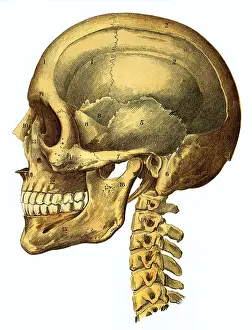Anatomic: medicine, anatomy, human skull, natural example