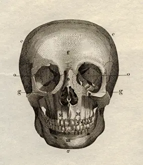 Meyers: medicine, anatomy, skeleton / bones, skull, frontal