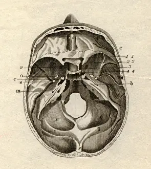 Meyers: medicine, anatomy, skeleton / bones, skull, cross-section