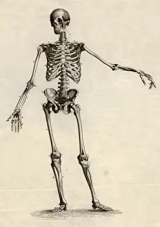 Meyers: medicine, anatomy, skeleton / bones, skeleton