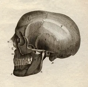 Meyers: medicine, anatomy, skeleton / bones, skull, side