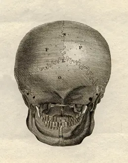 Meyers: medicine, anatomy, skeleton / bones, skull, back