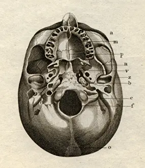Meyers: medicine, anatomy, skeleton / bones, skull, from