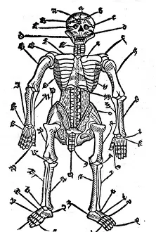 Explanations: medicine, anatomy, skeleton, to the works of