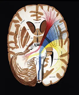 Neurology: medicine, organs, brain, cross section, coloured