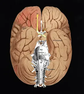 Neurology: medicine, organs, brain, cross section, coloured