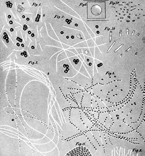 Anthrax: medicine, pandemic disease, anthrax, pathogen