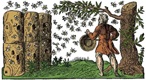 Honey: Medieval Apiary