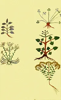 Spice: Medieval Botanicals