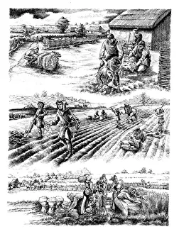 Arable: Medieval farming