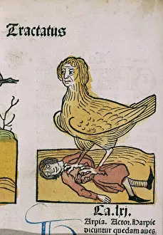 Sapiens: A Medieval nightmare