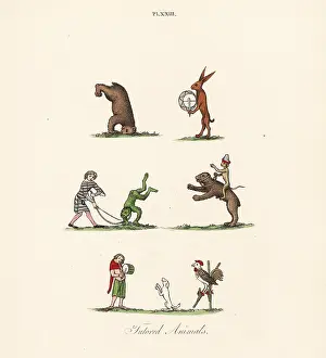 Tumbling: Medieval trained animals