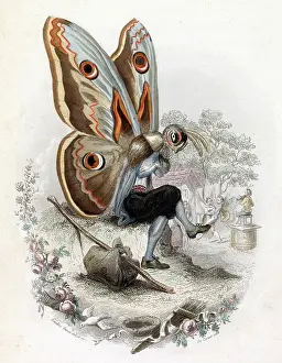Meditative: Meditative Lepidoptera