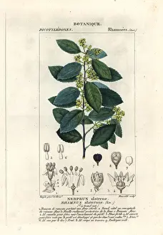 Buckthorn: Mediterranean buckthorn, Rhamnus alaternus