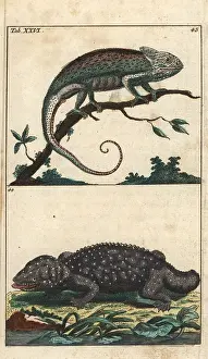 Chameleon: Mediterranean chameleon and tokay gecko