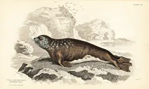 Phoca: Mediterranean monk seal, Monachus monachus