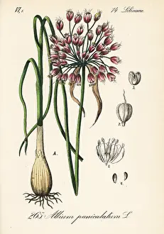 Allium: Mediterranean onion, Allium paniculatum