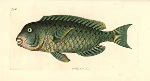 Parrotfish: Mediterranean parrotfish, Sparisoma cretense