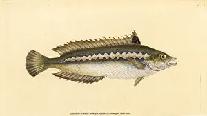 Mediterranean rainbow wrasse, Coris julis