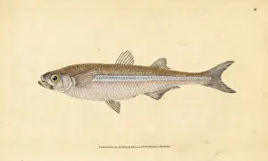 Smelt: Mediterranean sand smelt, Atherina hepsetus