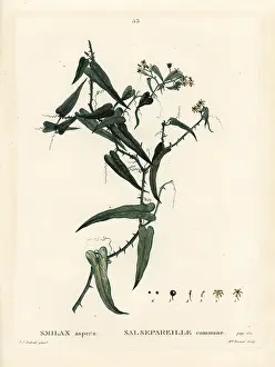 Poupee: Mediterranean smilax, Smilax aspera