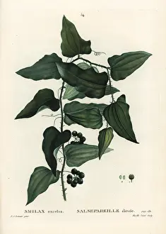 Poupee: Mediterranean smilax, Smilax aspera